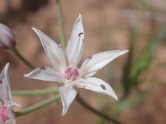 Allium rhizomatum