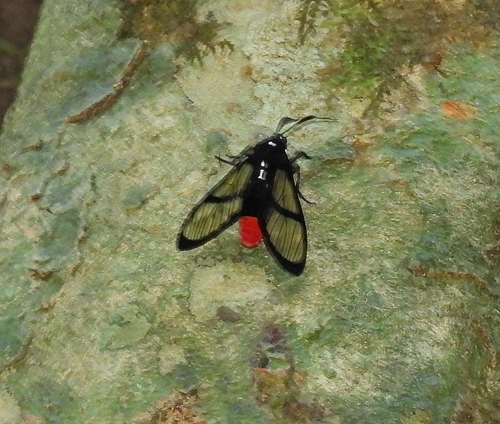 Schasiura mimica