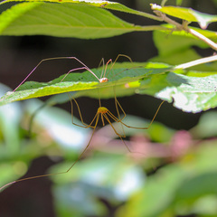 Leiobunum flavum