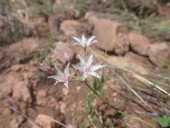 Allium rhizomatum