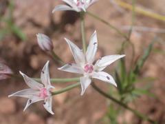 Allium rhizomatum
