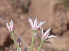 Allium rhizomatum