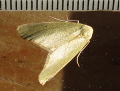 Drepanogynis arcuatilinea