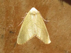 Drepanogynis arcuatilinea