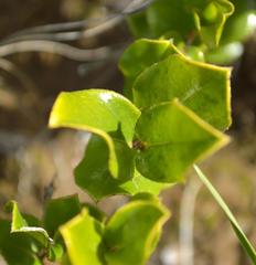 Diospyros scabrida cordata