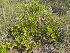 Diospyros scabrida cordata