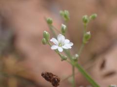 Drymaria leptophylla