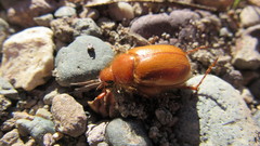 Aulacopalpus pilicollis