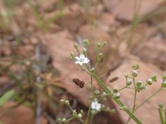Drymaria leptophylla