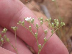 Drymaria leptophylla