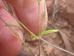 Drymaria leptophylla