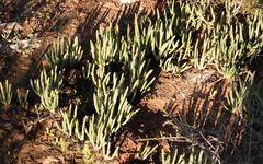 Cephalophyllum tricolorum