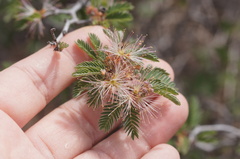 Calliandra conferta