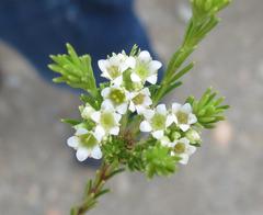 Diosma rourkei