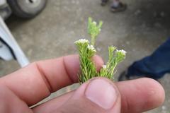Diosma rourkei