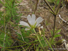 Cerastium arabidis