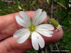Cerastium arabidis