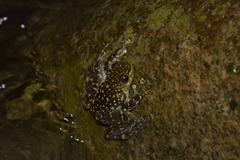 Staurois latopalmatus