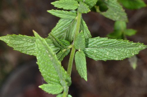 Mentha spicata