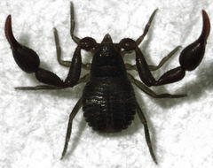 Cheliferoidea