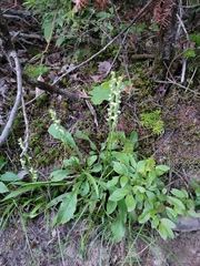 Spiranthes casei novaescotiae