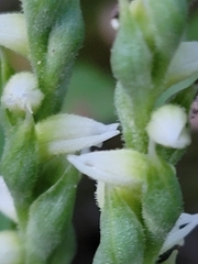 Spiranthes casei novaescotiae