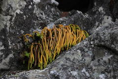 Phlegmariurus gnidioides