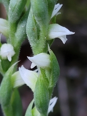 Spiranthes casei novaescotiae