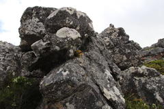 Phlegmariurus gnidioides