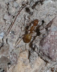 Camponotus festinatus