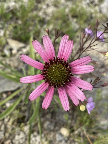 Image of Echinacea tennesseensis by (c) Matt Berger, some rights reserved (CC BY)