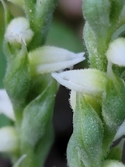 Spiranthes casei novaescotiae