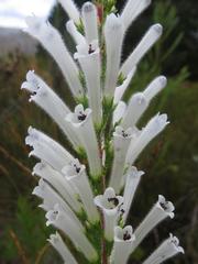 Erica perspicua perspicua