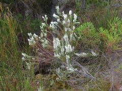 Erica perspicua perspicua