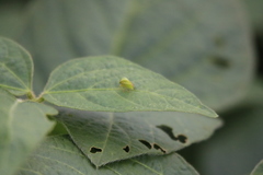 Spissistilus festinus