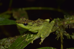 Staurois guttatus