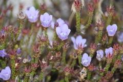 Roella triflora