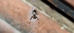 Zosis geniculata