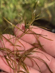 Potamogeton foliosus