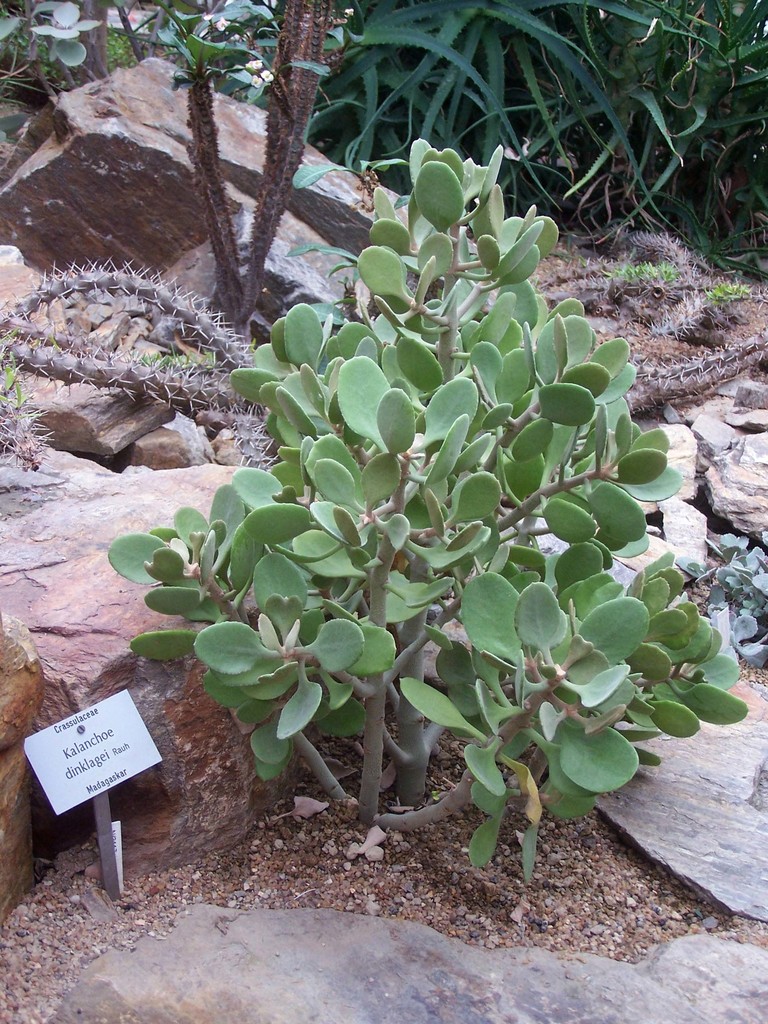 Kalanchoe dinklagei