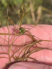 Potamogeton foliosus