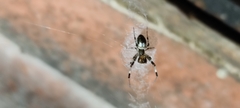 Zosis geniculata