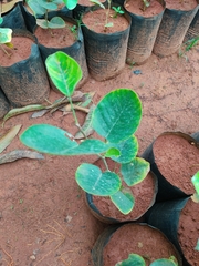 Pterocarpus marsupium