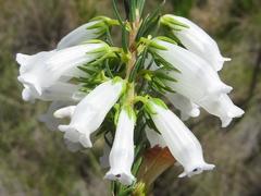 Erica viscaria pendula