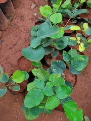 Pterocarpus marsupium