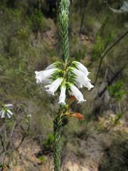 Erica viscaria pendula