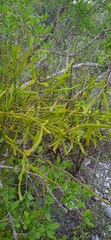 Phoradendron forestierae