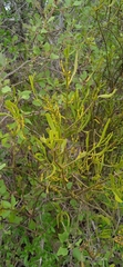 Phoradendron forestierae