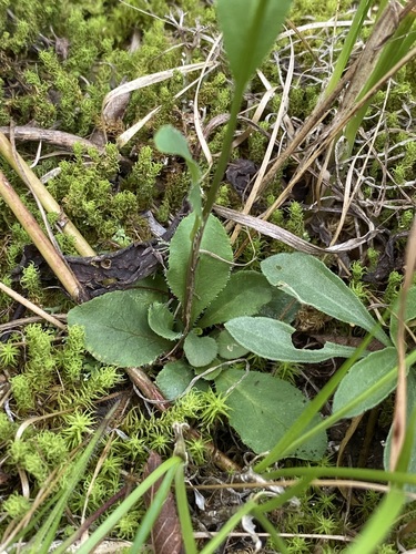 Image of Lobelia gattingeri by (c) Matt Berger, some rights reserved (CC BY)