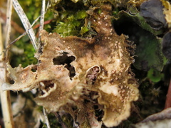 Lasionectria lecanodes